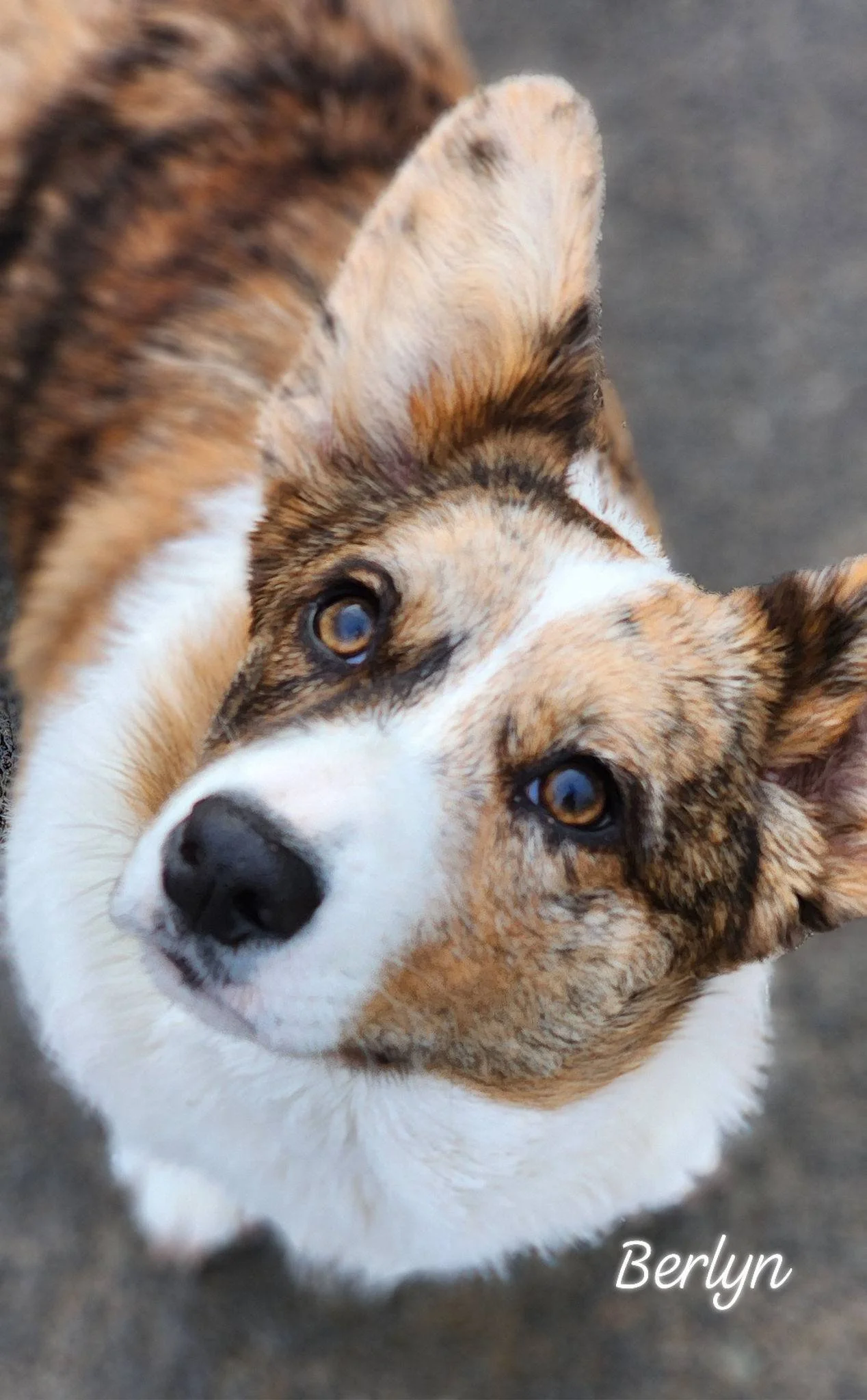The Pack — Wigglebutts American Corgis